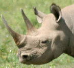 Rhino left profile